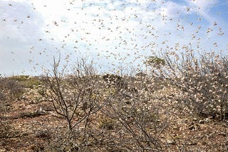 Tracking desert locusts with satellite services