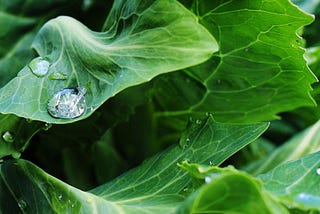 Cabbage against Capitalism