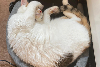 The Best (and Worst) Places to Nap, According to My Cat