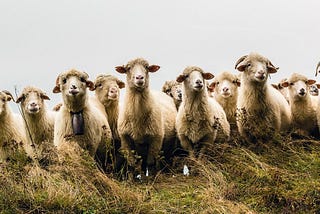 A New Breed of ‘Sheepish’ VCs