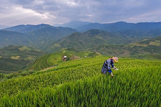 A Field of 0’s and 1’s: A Look at Data Science in Agriculture