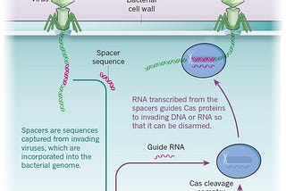 How CRISPR will open doors for the perception of therapeutics