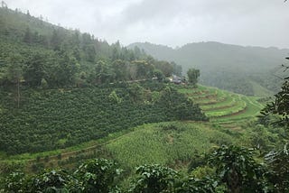 Trip report on China’s coffee sector