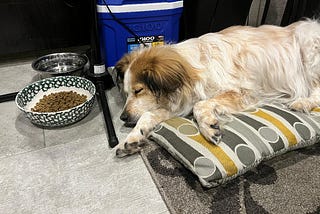 A photo of Sweety laying on her bed with food and water beside her