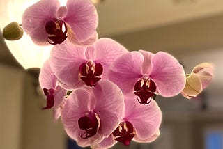 How to Care for Phalaenopsis Orchids