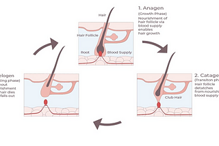 Emerging Research on Hair Growth