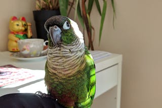 Parrot for President