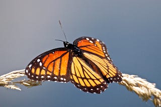 A viceroy butterfly rests on grass with water in the background.