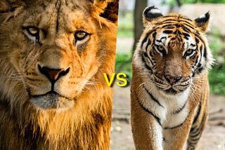 Why the lion is the king of the jungle and not the tiger ?