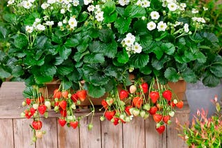 Grow Delicious Fruit in Containers