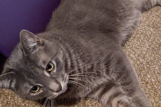 Leaving Medium, You Can Find Me on Substack