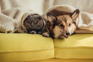 Artículos para mascotas; cómo mantener a tu compañero feliz y consentido