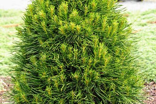 The Versatile Uses of Pinus sylvestris ‘Green Penguin’ Scots Pine in Landscaping