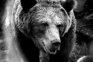 I Am a Bear: My Unhibernation Manifesto