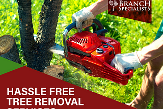 How to Find the Best Tree Removal Services in New Jersey