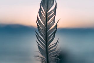 Feathers Are Some Ants’ Best Friends