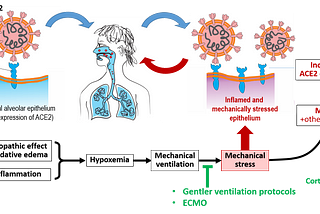 WHY DO CORTICOSTEROIDS REDUCE THE MORTALITY OF COVID-19 PATIENTS ON VENTILATORS?