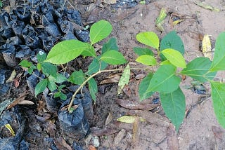 Progress at the ayahuasca farm