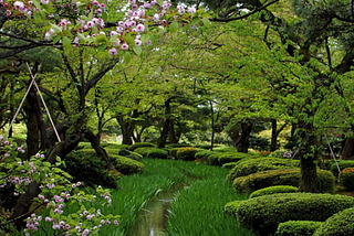 Cherry Blossom Park, Sakura, Japan