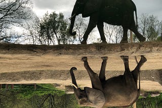 An inverted image of an elephant walking, her reflection in the water