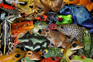 Frogs