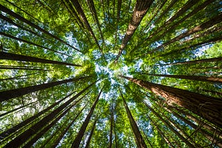 Trees pointing up towards the sky