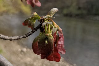 Winter greets Spring