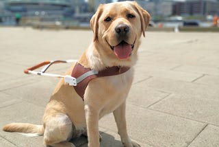Image of Cora, a lovely guide dog.