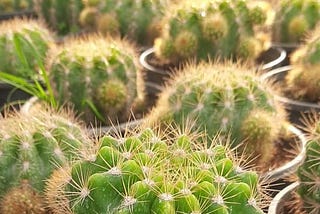 World of Cactus
