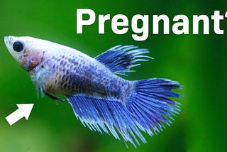 Pregnant Betta Fish: A Guide for Owners