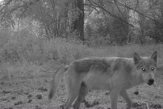 On the move with Washington’s wolves