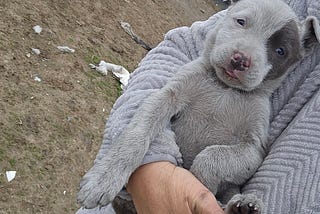 Helping Homeless Dogs: One Selfless Hero’s Story and How You Can Help