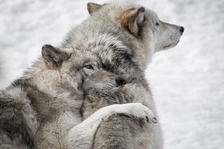 The Two Wolves — A Story