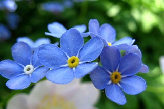 Forget-Me-Nots, Forgive Me Lots