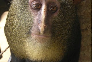 The miracle of new primates in Congo