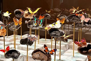 Butterfly in the Nothingness