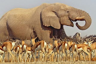 Product Roadmap Prioritization:
Choosing Between Elephants and Gazelles