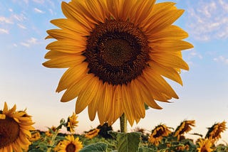 A large sunflower in a field of sunflowers