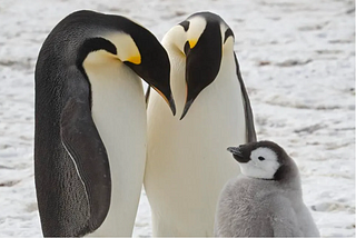 Emperor Penguins Are On The Move to Avoid Breeding On Melting Ice