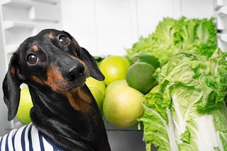 Can Dogs Be Vegan?