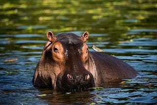 The Fury of Hippopotamus: