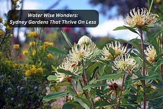 Water Wise Wonders: Sydney Gardens That Thrive On Less