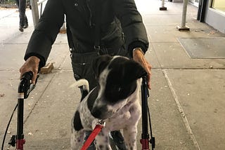 Photo of an older woman, smiling, pushing a black and white puppy on her rollator, a mobility device.