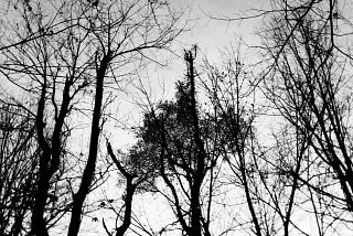 The trees in Claverack Hollow