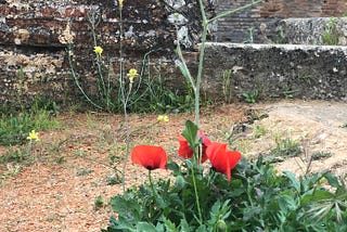 Na Primeira Floração da Primavera nas Antigas Ruínas Romanas, Faro, PT.
