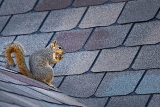 How to Keep Your Roof Squirrel-Free