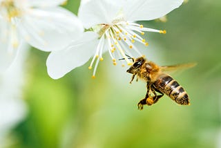 Salty Honey and Sustainable Futures