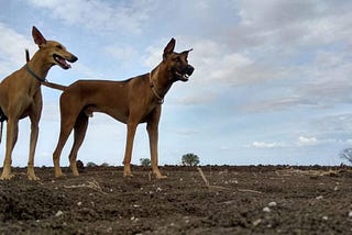 Kombai Dog Price in India▪︎ Black Star Kennels ♥️