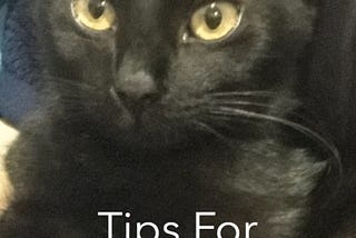 Tips For New Cat Owners