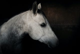 photo of a horse’s head shrouded in shadow, looking pensive